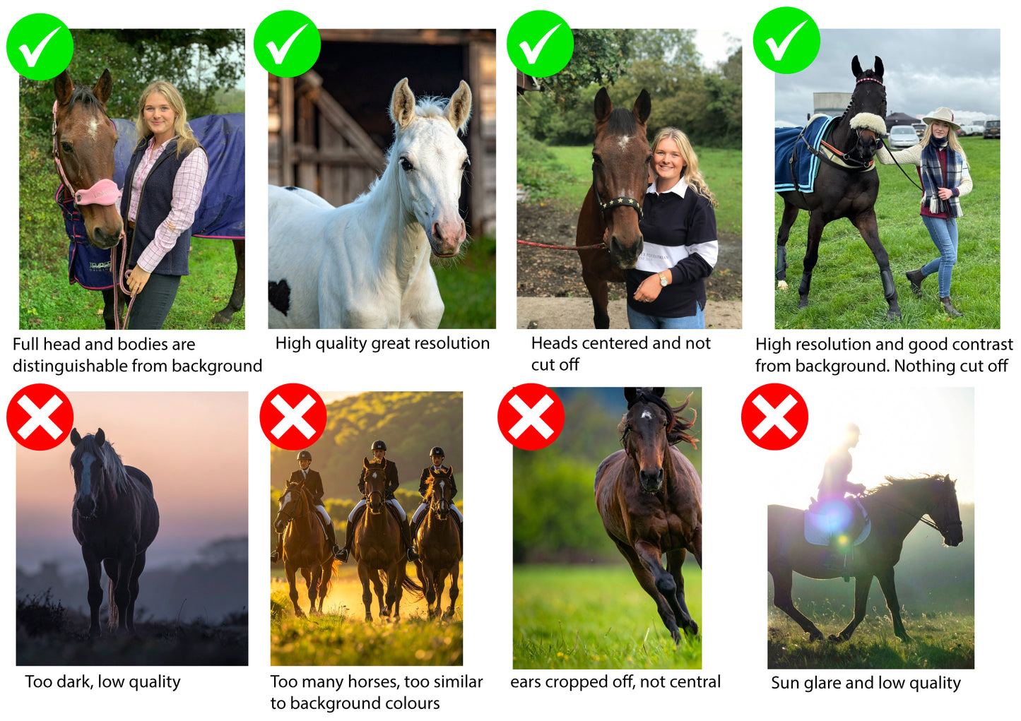 Personalised Horse Sweatshirt or Hoodie – Custom Digital Portrait Printed from Your Photo UK