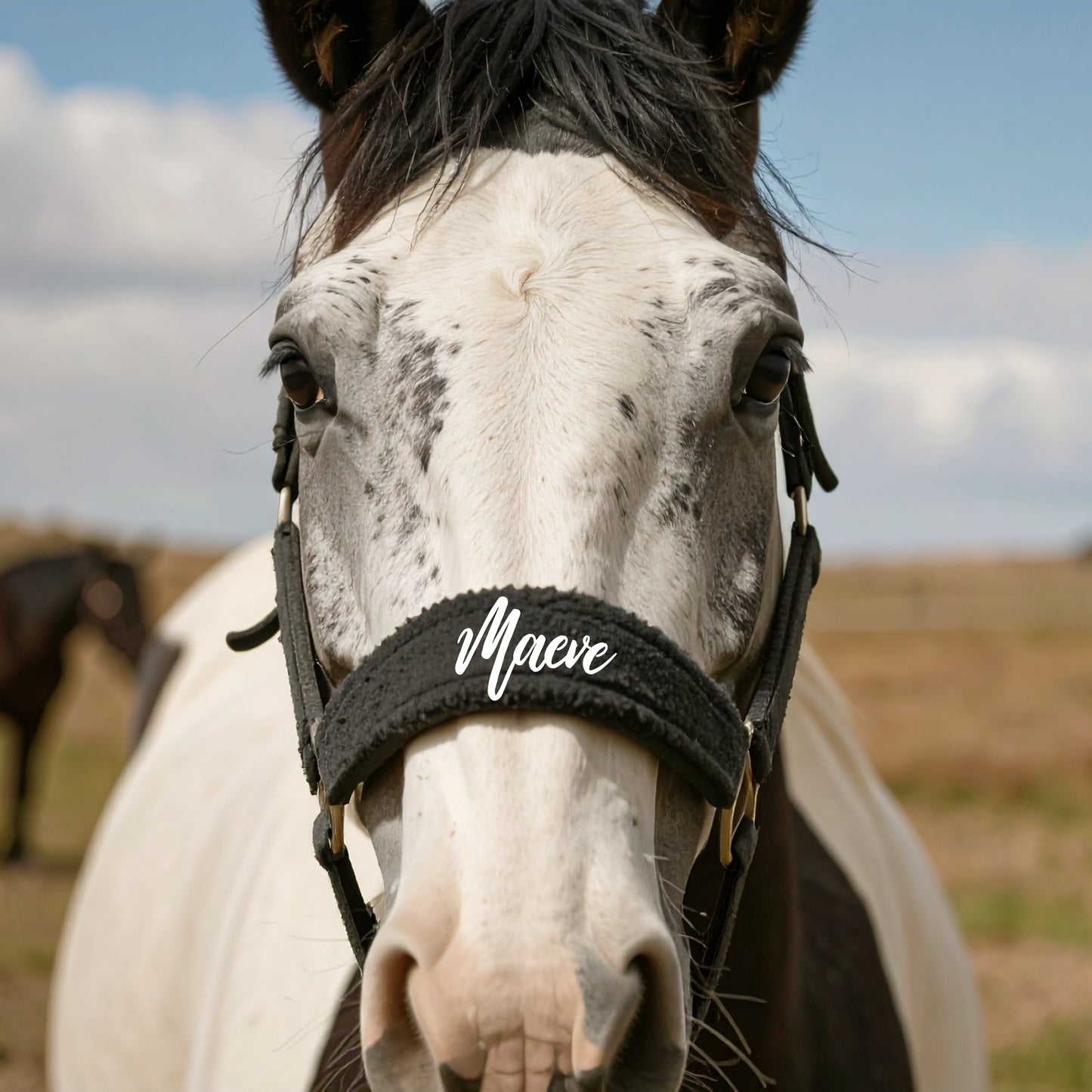 Personalised Anatomical Headcollar And Leadrope Set - Brush Design