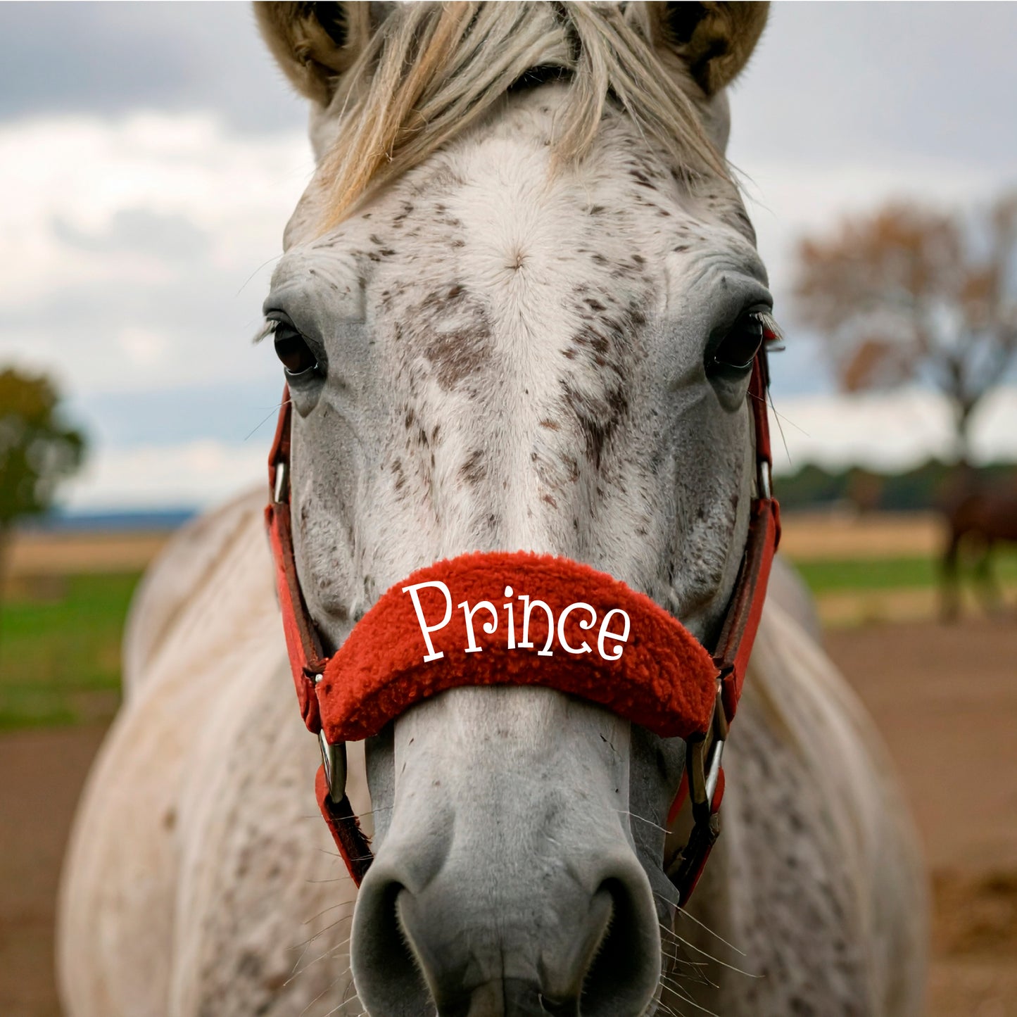 Personalised Anatomical Headcollar And Leadrope Set - Cutie Design