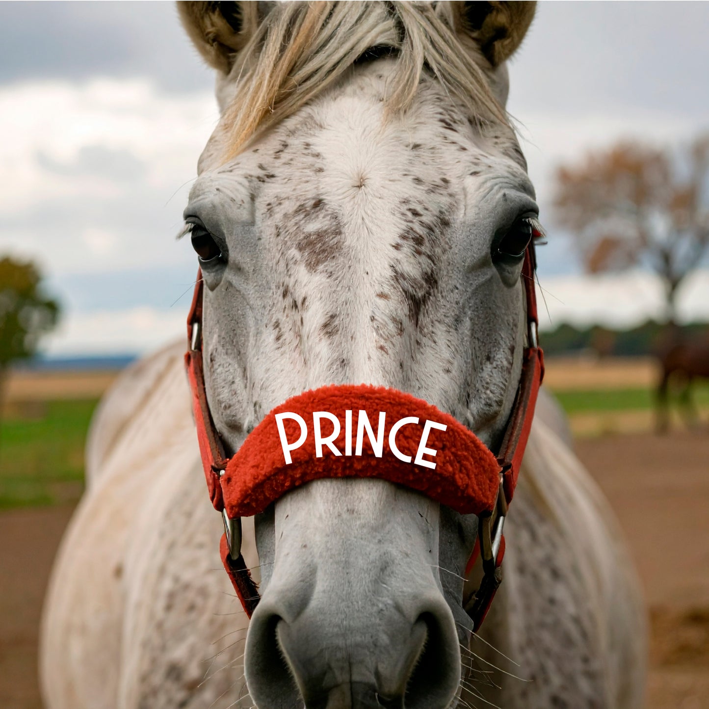 Personalised Anatomical Headcollar And Leadrope Set - Deco Design