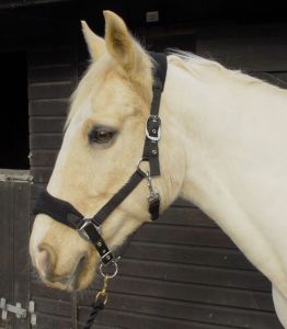 Personalised Anatomical Headcollar And Leadrope Set - Magical Design