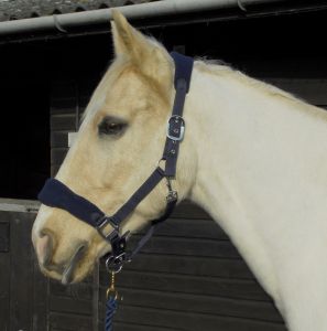 Personalised Anatomical Headcollar And Leadrope Set - Marker Design