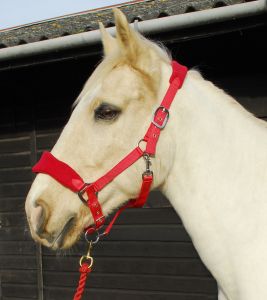 Personalised Anatomical Headcollar And Leadrope Set - Cutie Design