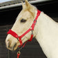 Personalised Anatomical Headcollar And Leadrope Set - Marker Design