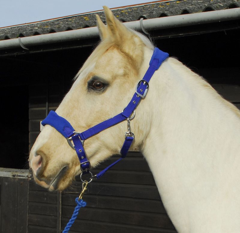 Personalised Anatomical Headcollar And Leadrope Set - Marker Design