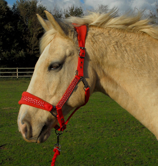 Personalised Anatomical Headcollar And Leadrope Set - Bold Design